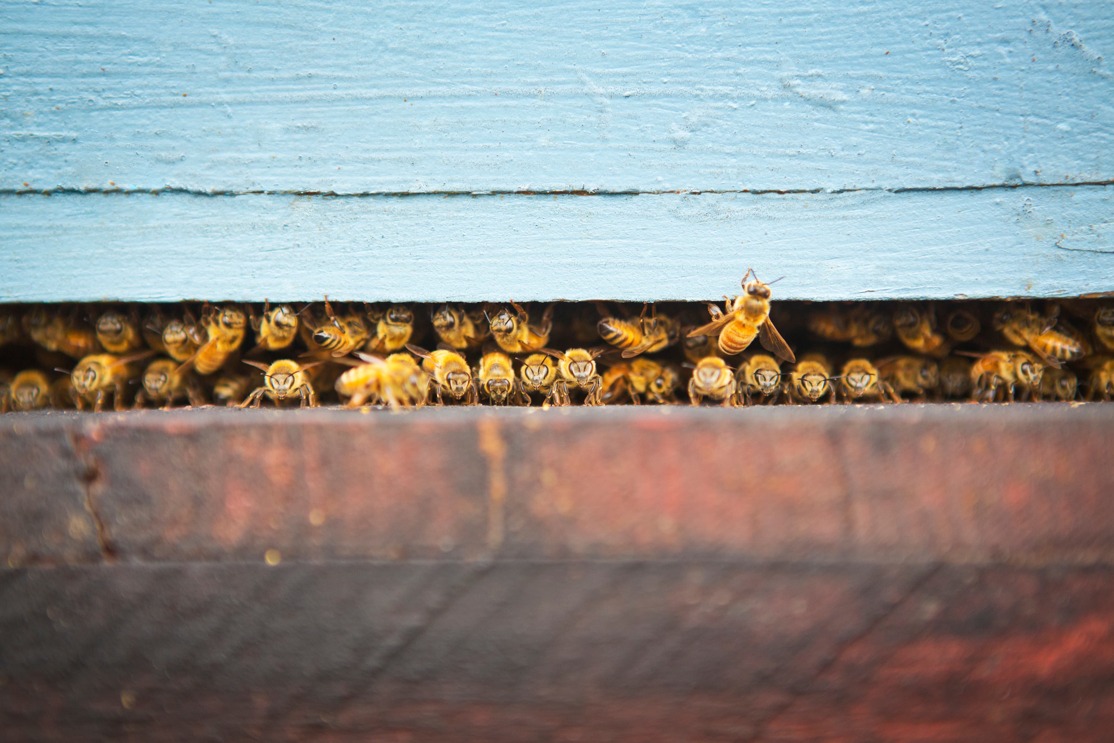 beehive close up